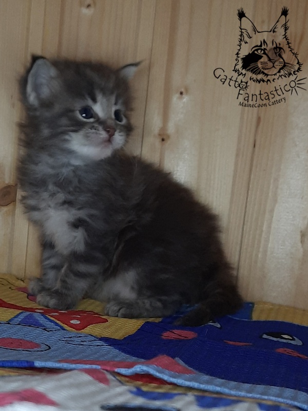 Gatto Fantastico V'Xavier - Kitten maine-coon 4 weeks