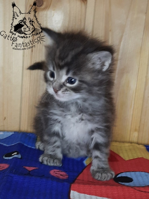 Gatto Fantastico V'Xavier - Kitten maine-coon 4 weeks