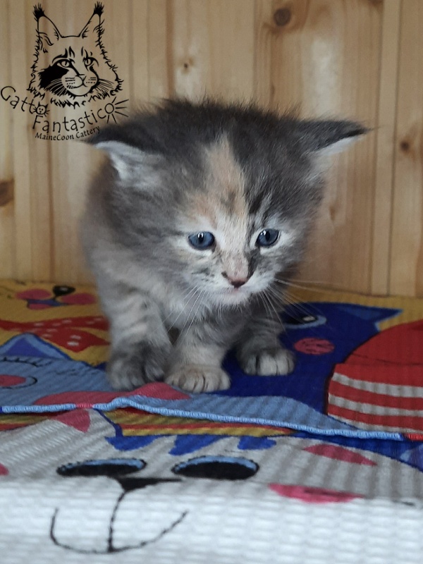 Gatto Fantastico Vanille 44 - Кошеня мейн-кун 4 тижні