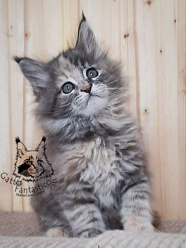 Gatto Fantastico Vanille 44 - Кошеня мейн-кун 2 місяця 0,5 тижнів