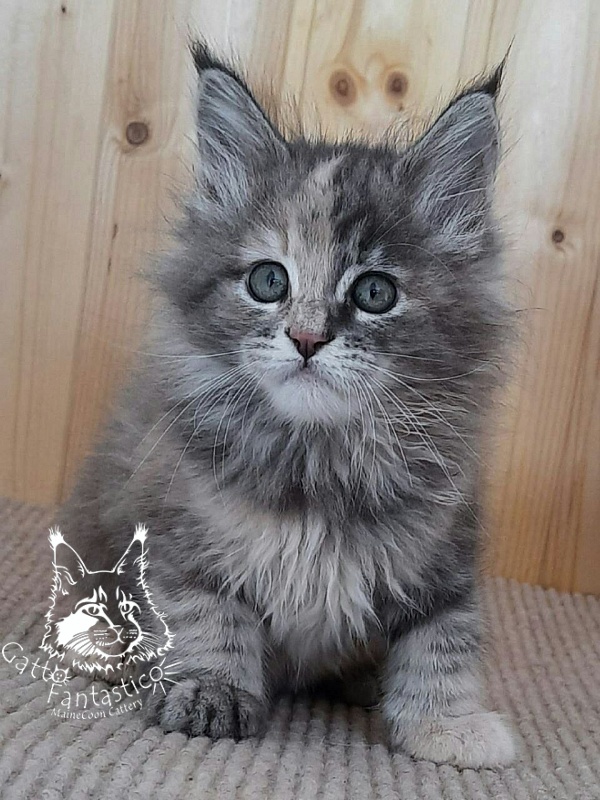 Gatto Fantastico Vanille 44 - Кошеня мейн-кун 2 місяця 0,5 тижнів
