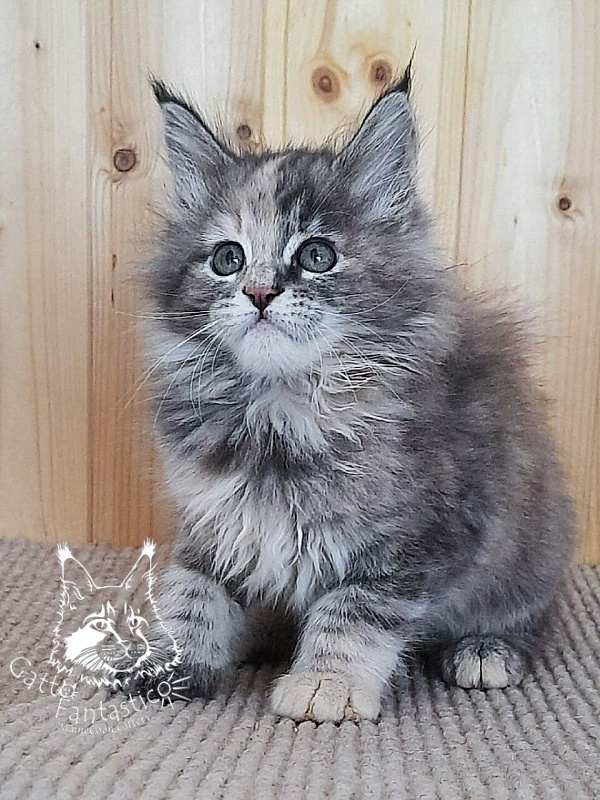 Gatto Fantastico Vanille 44 - Кошеня мейн-кун 2 місяця 0,5 тижнів