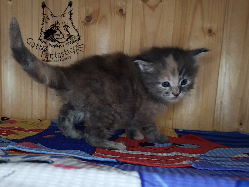 Gatto Fantastico Vanille 44 - Кошеня мейн-кун 4 тижні