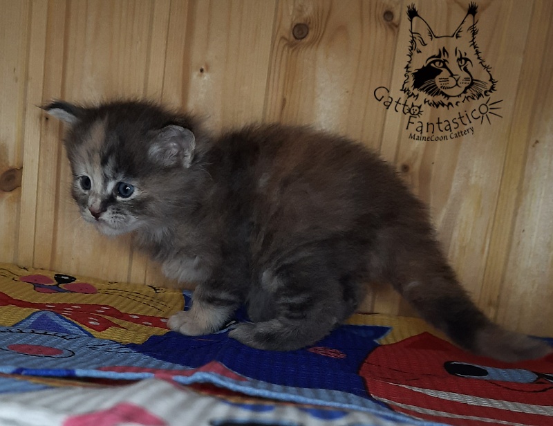 Gatto Fantastico Vanille 44 - Кошеня мейн-кун 4 тижні