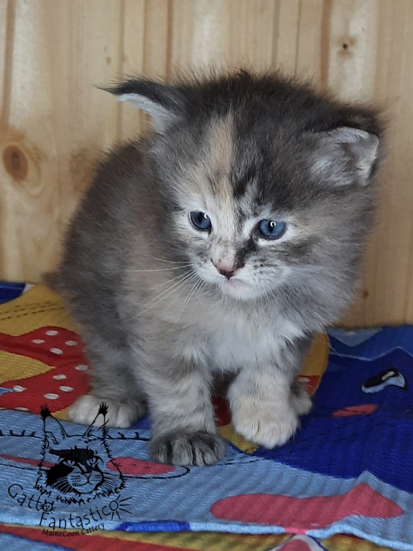 Gatto Fantastico Vanille 44 - Кошеня мейн-кун 4 тижні