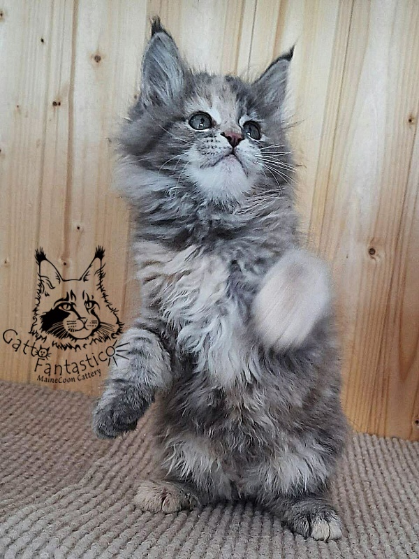 Gatto Fantastico Vanille 44 - Кошеня мейн-кун 2 місяця 0,5 тижнів