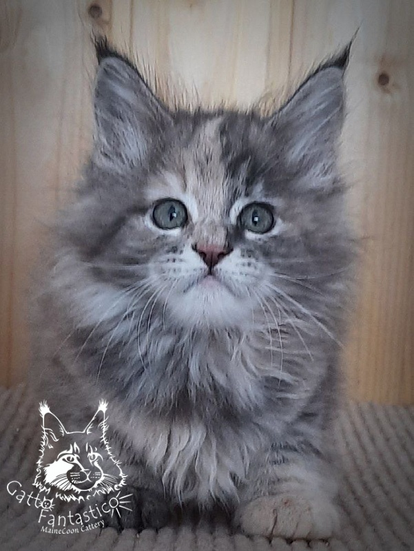 Gatto Fantastico Vanille 44 - Кошеня мейн-кун 2 місяця 0,5 тижнів