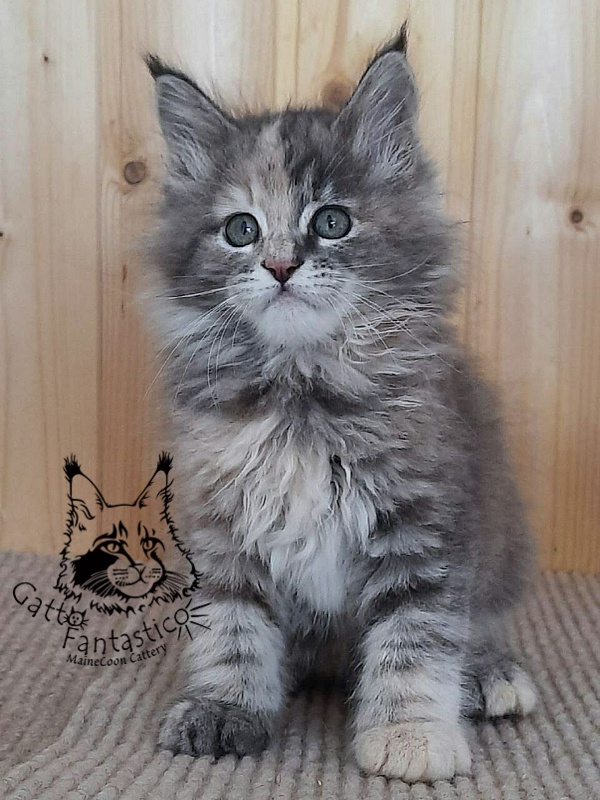 Gatto Fantastico Vanille 44 - Кошеня мейн-кун 2 місяця 0,5 тижнів