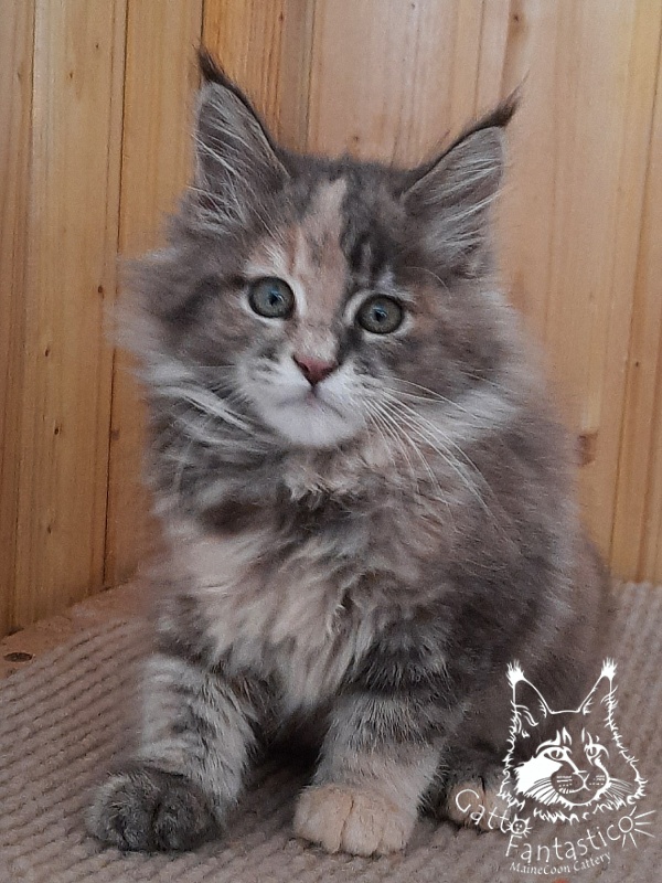 Gatto Fantastico Vanille 44 - Кошеня мейн-кун 2 місяця 2,5 тижні