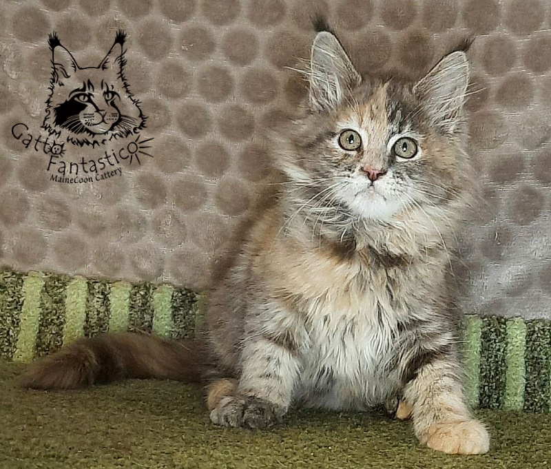 Gatto Fantastico Vanille 44 - Кошеня мейн-кун 2 місяця 4 тижні