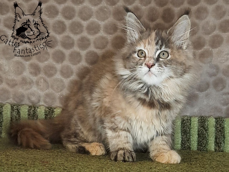 Gatto Fantastico Vanille 44 - Кошеня мейн-кун 2 місяця 4 тижні