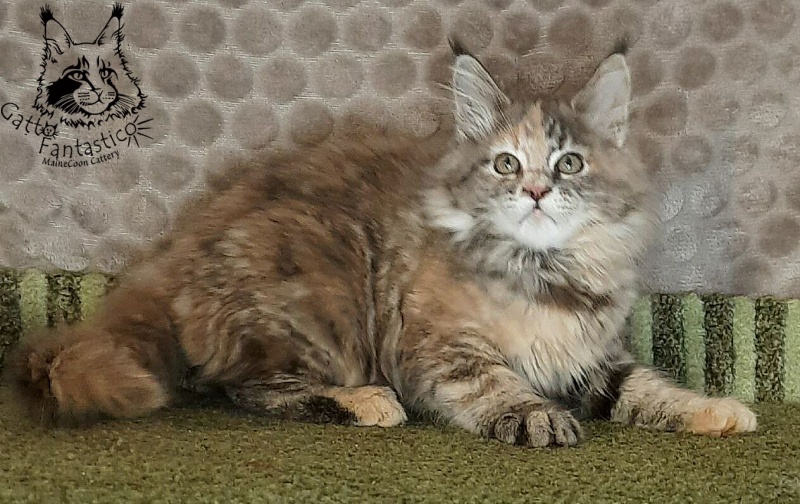 Gatto Fantastico Vanille 44 - Кошеня мейн-кун 2 місяця 4 тижні