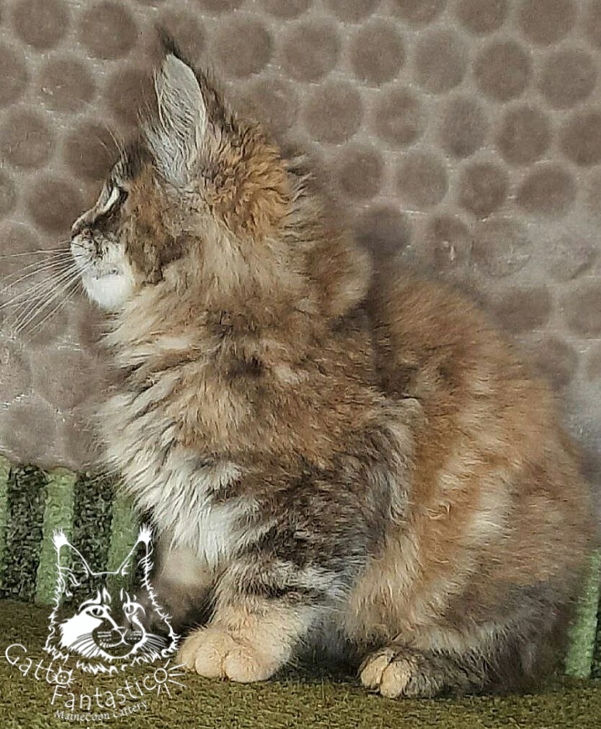 Gatto Fantastico Vanille 44 - Кошеня мейн-кун 2 місяця 4 тижні