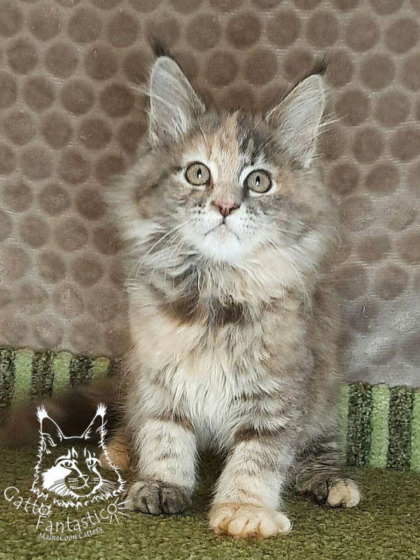 Gatto Fantastico Vanille 44 - Кошеня мейн-кун 2 місяця 4 тижні