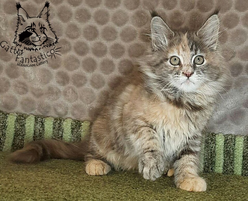Gatto Fantastico Vanille 44 - Кошеня мейн-кун 2 місяця 4 тижні