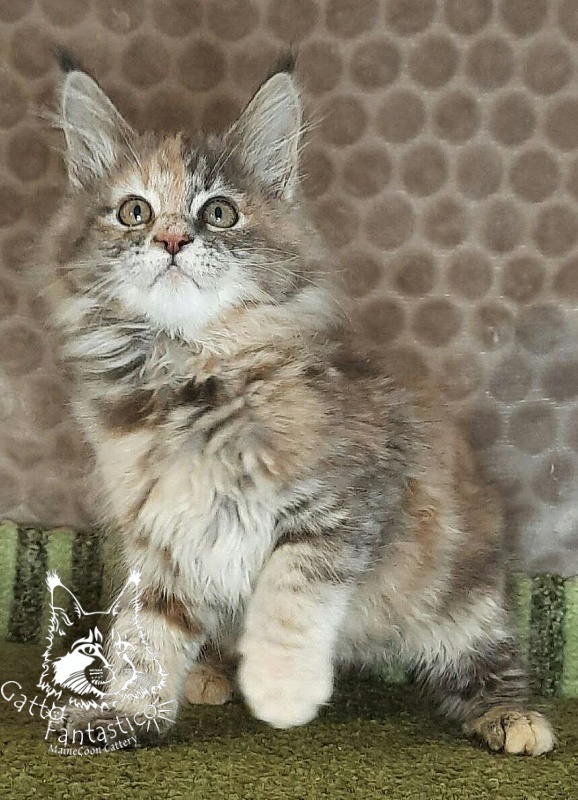 Gatto Fantastico Vanille 44 - Кошеня мейн-кун 2 місяця 4 тижні