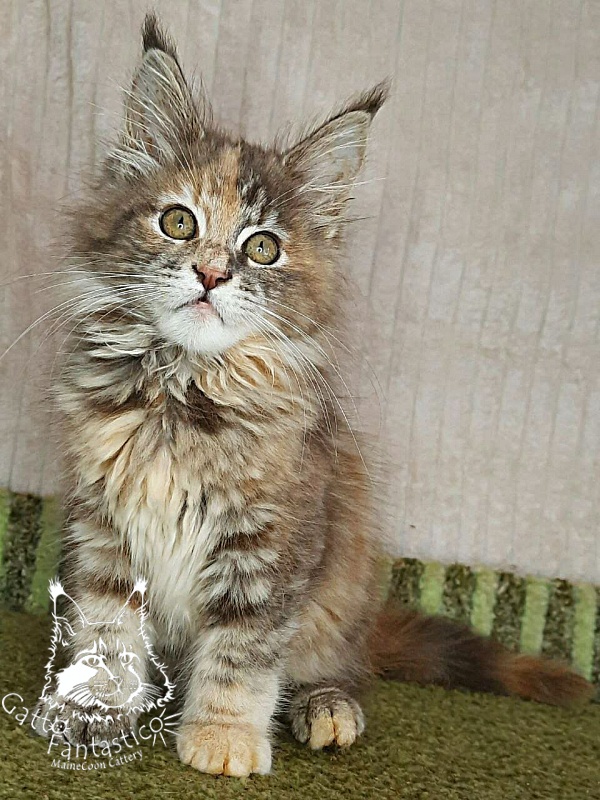 Gatto Fantastico Vanille 44 - Кошеня мейн-кун 3 місяця