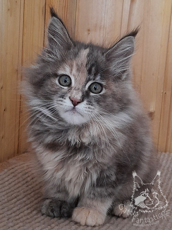 Gatto Fantastico Vanille 44 - Кошеня мейн-кун 2 місяця 2,5 тижні