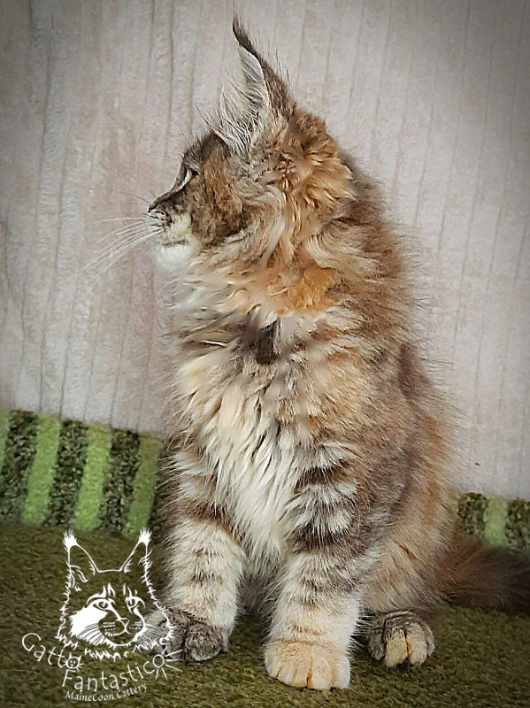 Gatto Fantastico Vanille 44 - Кошеня мейн-кун 3 місяця
