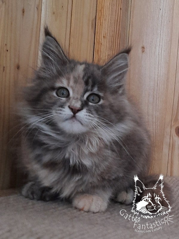 Gatto Fantastico Vanille 44 - Кошеня мейн-кун 2 місяця 2,5 тижні