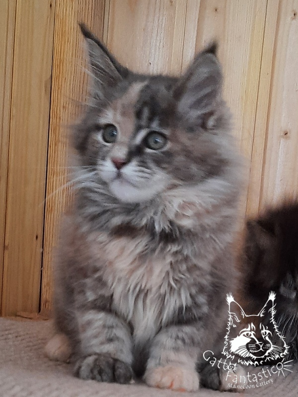 Gatto Fantastico Vanille 44 - Кошеня мейн-кун 2 місяця 2,5 тижні