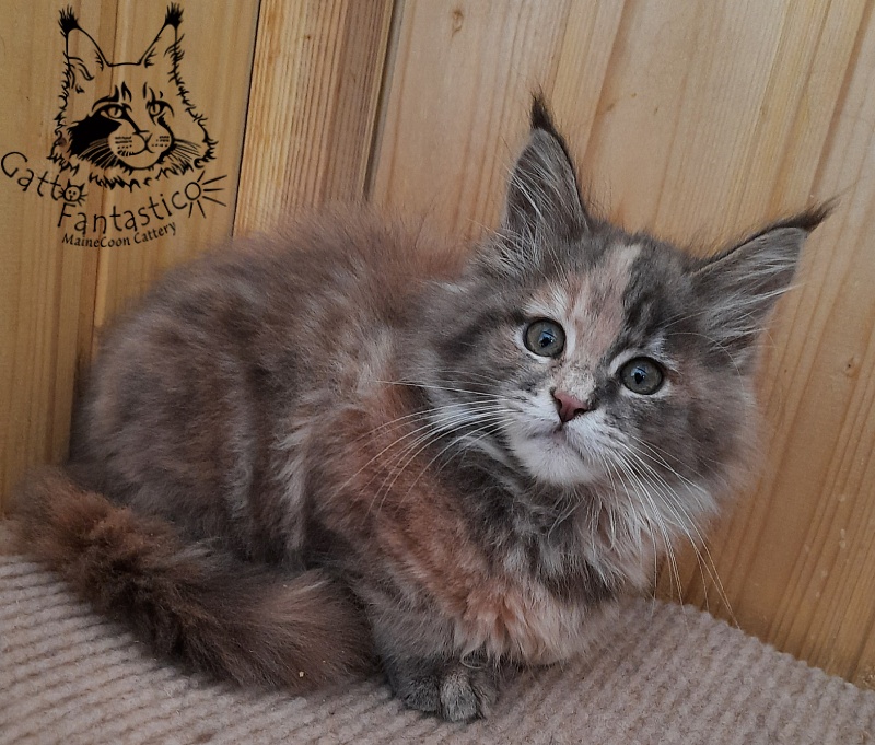 Gatto Fantastico Vanille 44 - Кошеня мейн-кун 2 місяця 2,5 тижні