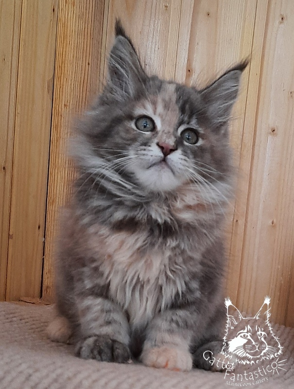 Gatto Fantastico Vanille 44 - Кошеня мейн-кун 2 місяця 2,5 тижні