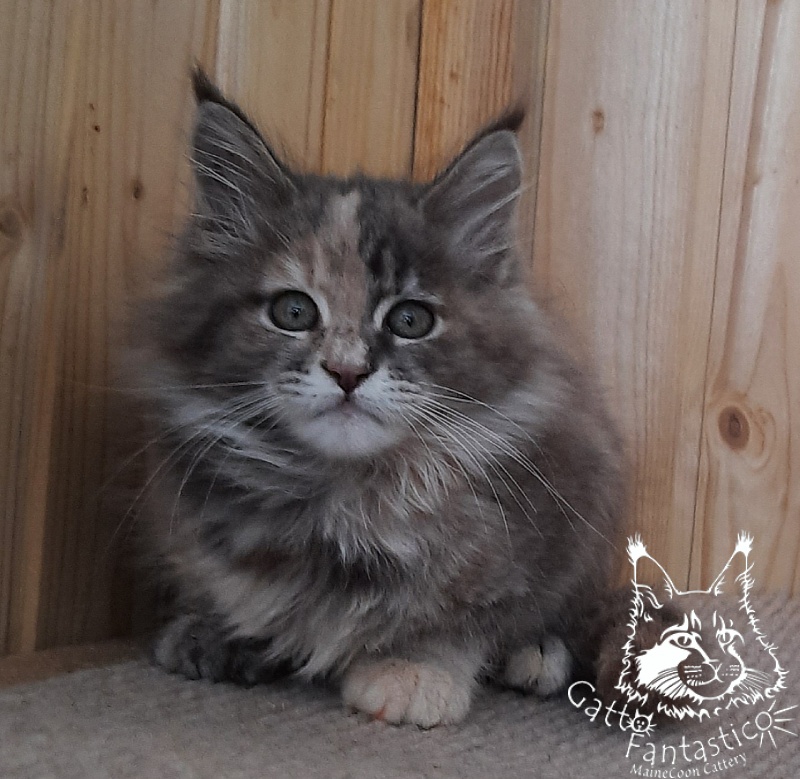 Gatto Fantastico Vanille 44 - Кошеня мейн-кун 2 місяця 2,5 тижні