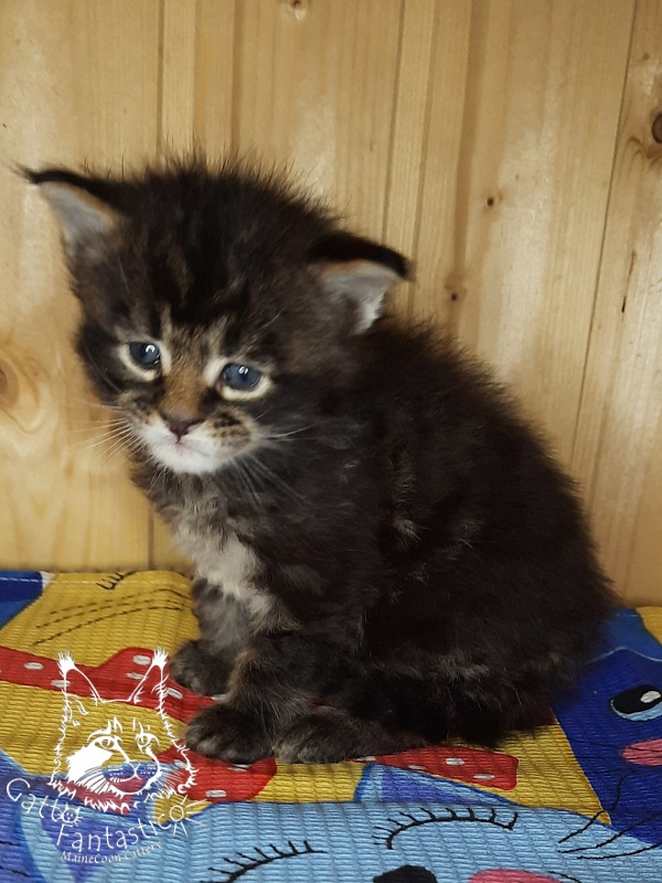 Gatto Fantastico Wasabi - Kitten maine-coon 3.5 weeks