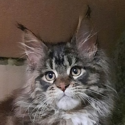 Gatto Fantastico Wolfie