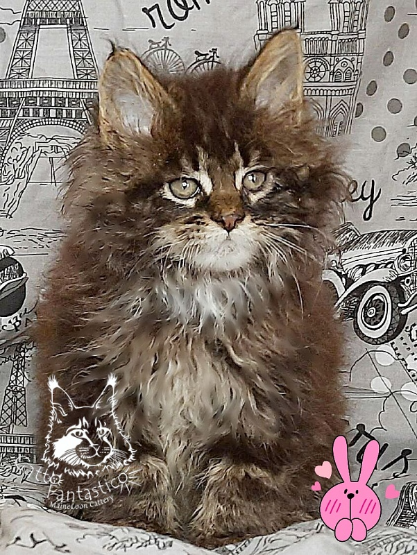 Gatto Fantastico Wolfie - Кошеня мейн-кун 2 місяця 0,5 тижнів