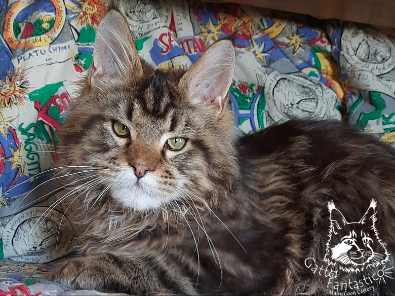 Gatto Fantastico Whiskey - Kitten maine-coon 5 months 3.5 weeks
