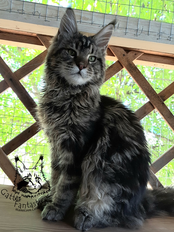 Gatto Fantastico Whiskey - Junior maine-coon 7 months 0.5 weeks