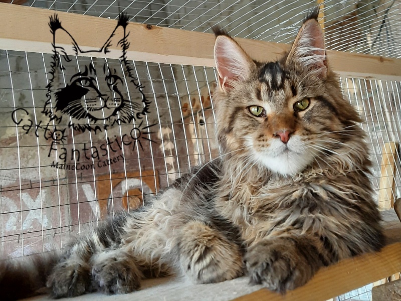 Gatto Fantastico Whiskey - Junior maine-coon 7 months 1 week