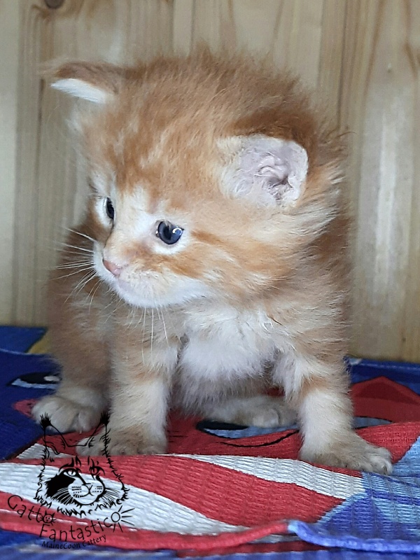 Gatto Fantastico W'Riva - Kitten maine-coon 3.5 weeks