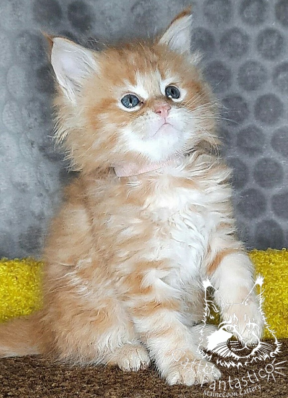 Gatto Fantastico W'Riva - Kitten maine-coon 1 month 2 weeks