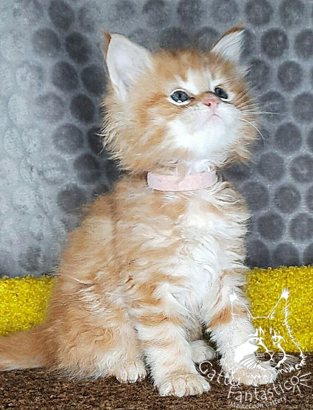 Gatto Fantastico W'Riva - Kitten maine-coon 1 month 2 weeks