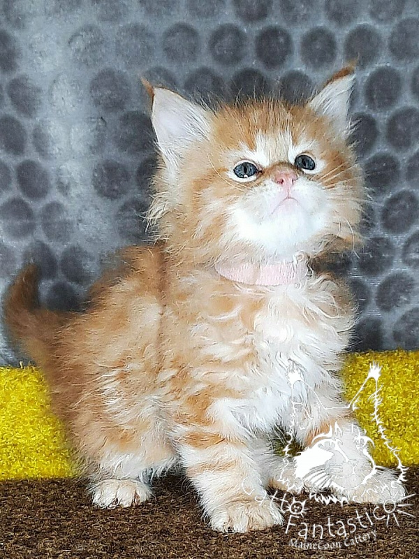 Gatto Fantastico W'Riva - Kitten maine-coon 1 month 2 weeks