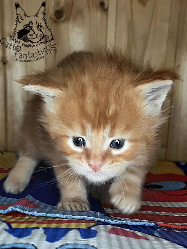 Gatto Fantastico W'Riva - Kitten maine-coon 3.5 weeks