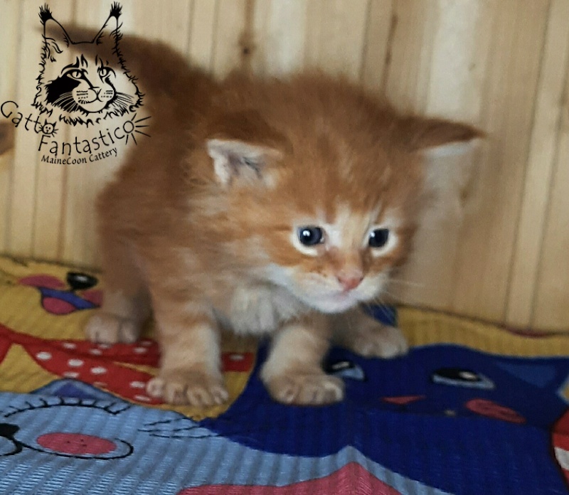 Gatto Fantastico W'Riva - Kitten maine-coon 3.5 weeks