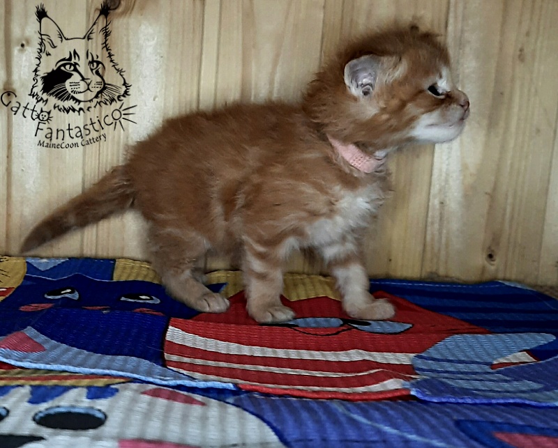 Gatto Fantastico W'Riva - Kitten maine-coon 3.5 weeks