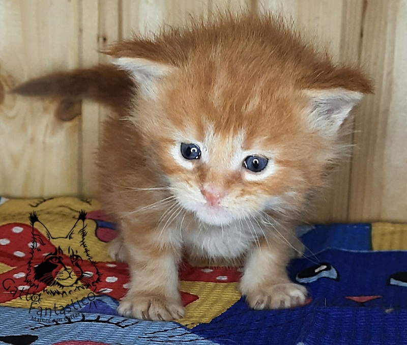Gatto Fantastico W'Riva - Kitten maine-coon 3.5 weeks