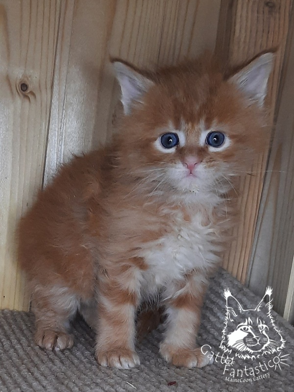 Gatto Fantastico W'Riva - Kitten maine-coon 1 month 0.5 weeks