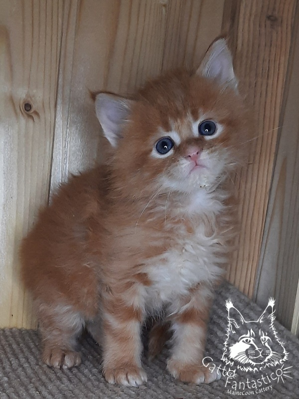 Gatto Fantastico W'Riva - Kitten maine-coon 1 month 0.5 weeks