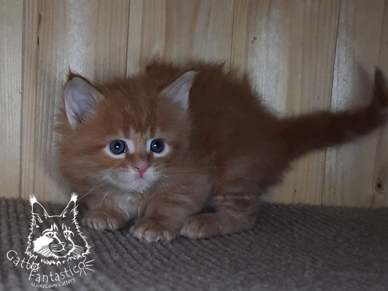 Gatto Fantastico W'Riva - Kitten maine-coon 1 month 0.5 weeks