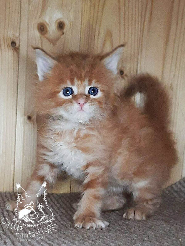 Gatto Fantastico Westa - Кошеня мейн-кун 1 місяць 0,5 тижнів
