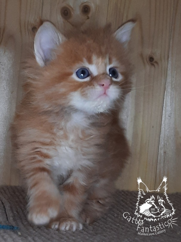 Gatto Fantastico Westa - Кошеня мейн-кун 1 місяць 0,5 тижнів