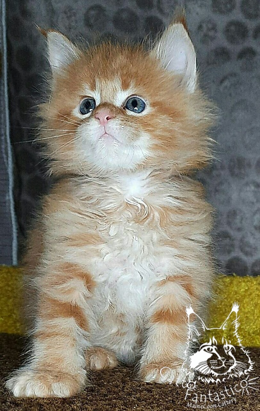 Gatto Fantastico Westa - Кошеня мейн-кун 1 місяць 2 тижні