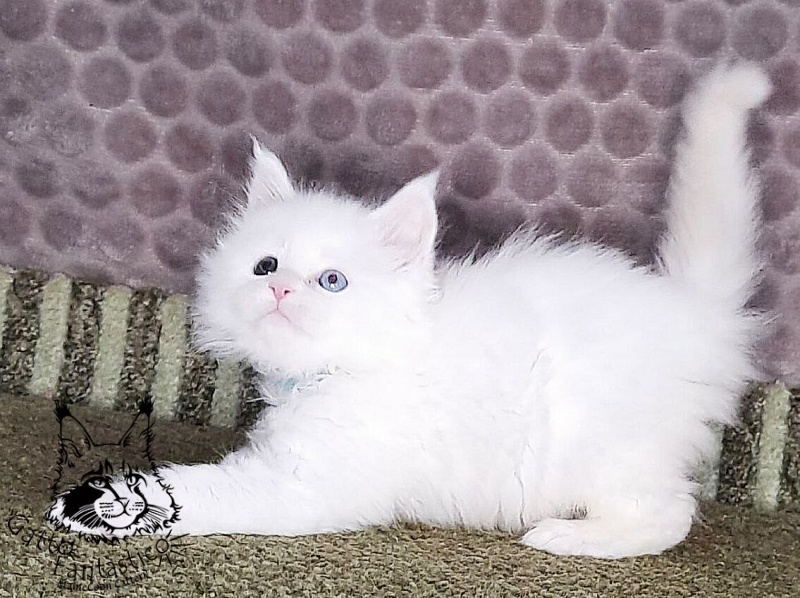 Gatto Fantastico Xavi - Кошеня мейн-кун 1 місяць 1,5 тиждень