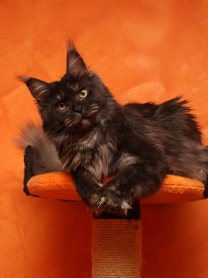 Mainelynx Zilli Gangstercat - мейн-кун 18.12.12